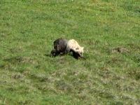 Muddy bear